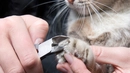 Kedi Tırnağı Kesmek